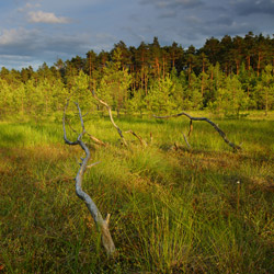 Obary Nature Reserve in Solska Primeval Forest