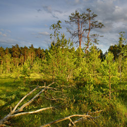 Obary Nature Reserve in Solska Primeval Forest