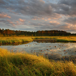 Obary Nature Reserve in Solska Primeval Forest