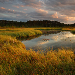 Obary Nature Reserve in Solska Primeval Forest