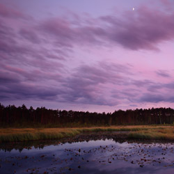 Obary Nature Reserve in Solska Primeval Forest