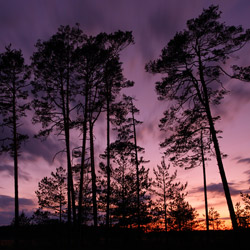 Obary Nature Reserve in Solska Primeval Forest