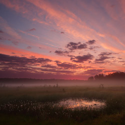 Obary Nature Reserve in Solska Primeval Forest