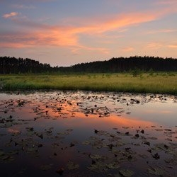 Obary Nature Reserve in Solska Primeval Forest