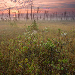 Obary Nature Reserve in Solska Primeval Forest