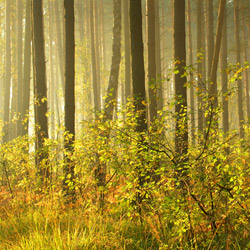 Obary Nature Reserve in Solska Primeval Forest