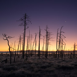 Obary Nature Reserve in Solska Primeval Forest