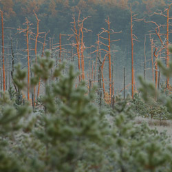 Obary Nature Reserve in Solska Primeval Forest