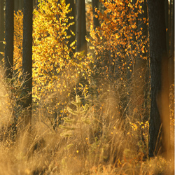 Obary Nature Reserve in Solska Primeval Forest