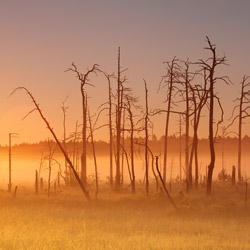 Obary Nature Reserve in Solska Primeval Forest