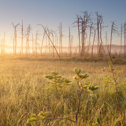 Obary Nature Reserve in Solska Primeval Forest