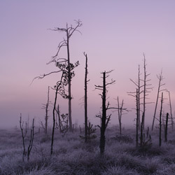 Obary Nature Reserve in Solska Primeval Forest