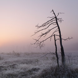 Obary Nature Reserve in Solska Primeval Forest