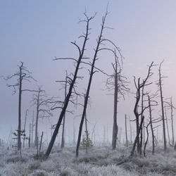 Obary Nature Reserve in Solska Primeval Forest