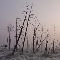 Obary Nature Reserve in Solska Primeval Forest