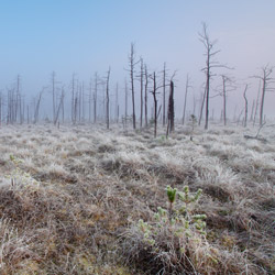 Obary Nature Reserve in Solska Primeval Forest