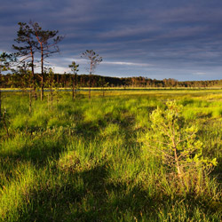 Obary Nature Reserve in Solska Primeval Forest