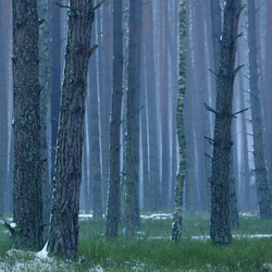 Obary Nature Reserve in Solska Primeval Forest