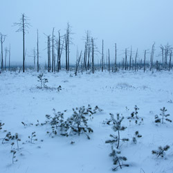 Obary Nature Reserve in Solska Primeval Forest