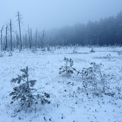 Obary Nature Reserve in Solska Primeval Forest