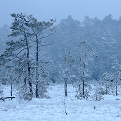 Obary Nature Reserve in Solska Primeval Forest