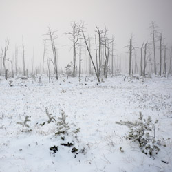 Obary Nature Reserve in Solska Primeval Forest