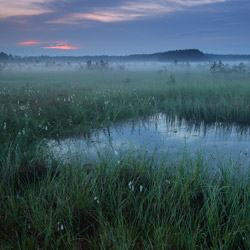 Obary Nature Reserve in Solska Primeval Forest