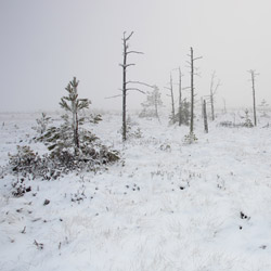 Obary Nature Reserve in Solska Primeval Forest