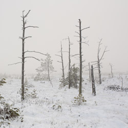 Obary Nature Reserve in Solska Primeval Forest