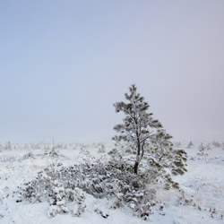 Obary Nature Reserve in Solska Primeval Forest