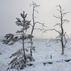 Obary Nature Reserve in Solska Primeval Forest