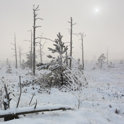 Obary Nature Reserve in Solska Primeval Forest