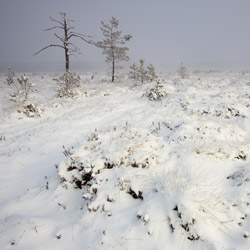 Obary Nature Reserve in Solska Primeval Forest