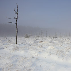 Obary Nature Reserve in Solska Primeval Forest