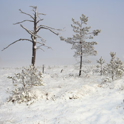 Obary Nature Reserve in Solska Primeval Forest