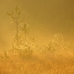 Obary Nature Reserve in Solska Primeval Forest