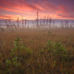 Obary Nature Reserve in Solska Primeval Forest