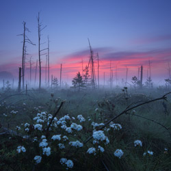 Obary Nature Reserve in Solska Primeval Forest