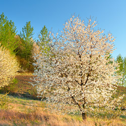 Central Roztocze