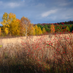 Central Roztocze