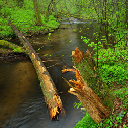 Szum River Nature Reserve, Central Roztocze