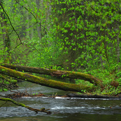 Szum River Nature Reserve, Central Roztocze