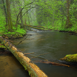 Szum River Nature Reserve, Central Roztocze