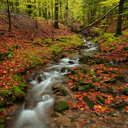 Rzeka Stream, Bieszczady National Park, Western Bieszczady