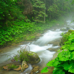 Olczyski Stream, Tatra National Park, Western Tatras