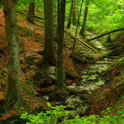 RĂłĹźaniec Stream, East Roztocze