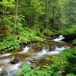 Olczyski Stream, Tatra National Park, Western Tatras