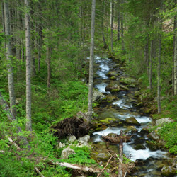 Olczyski Stream, Tatra National Park, Western Tatras