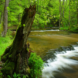 Tanew River Nature Reserve, Landscape Park of the Solska Primeval Forest, Central Roztocze