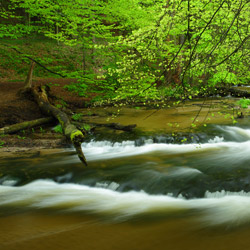 Tanew River Nature Reserve, Landscape Park of the Solska Primeval Forest, Central Roztocze